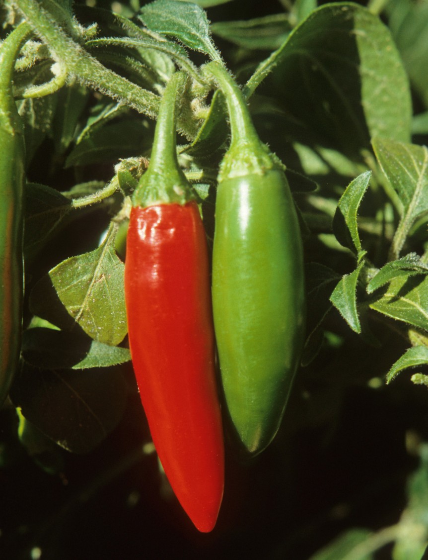Two Chile Pods